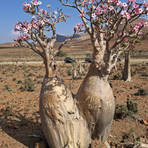 Grupa Maje Mačinko napokon se vratila s egzotičnog otoka