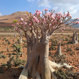 Netko će kupiti novi auto, ja ću za taj novac radije putovati!